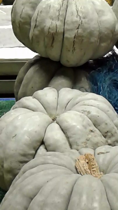 Pumpkins During Halloween