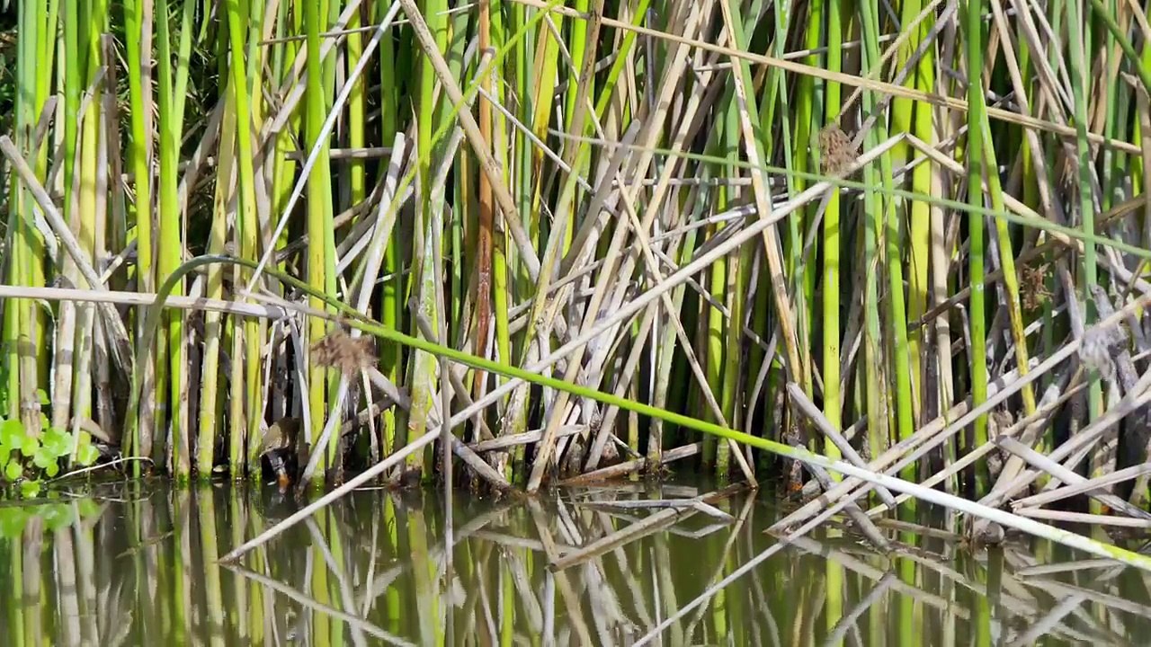 Waterworld Africa Series 1 8 of 8 Wetland Wonder