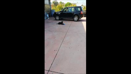 Silvia Bum Bum - Adopted 2015 🐾