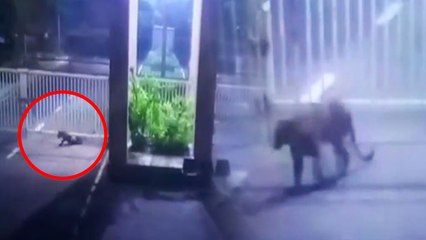 Gujarat Secretariat में घुसा Leopard , Search Operation जारी | Watch CCTV Footage | वनइंडिया हिंदी