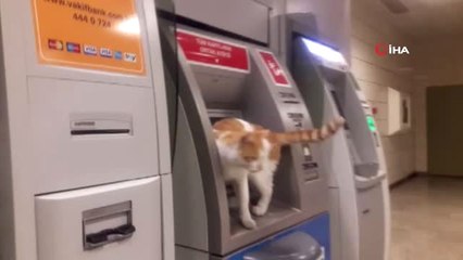 Atm'ye Çıkan Sevimli Kedi İlgi Odağı Oldu
