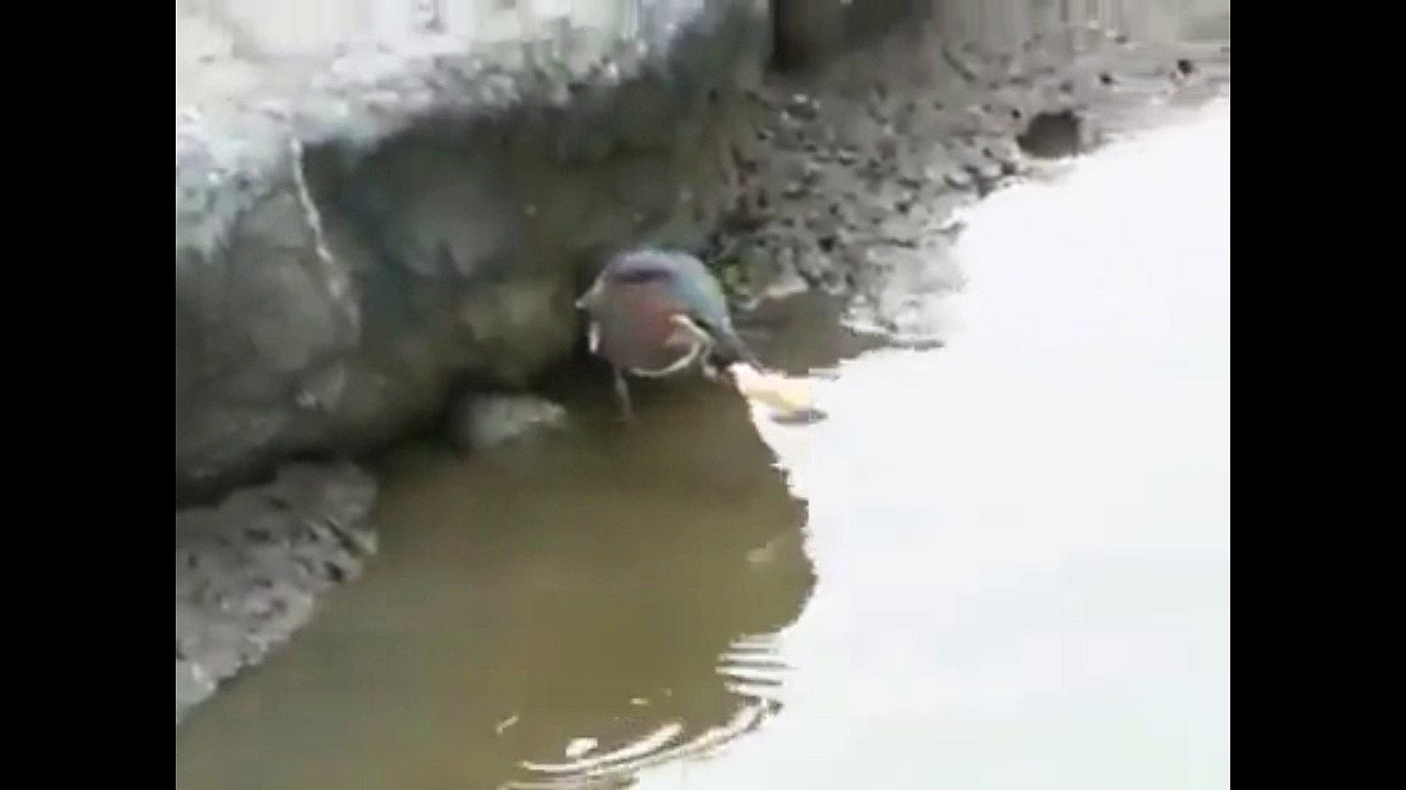 Cara Burung Mendapatkan Ikan Lebih Besar