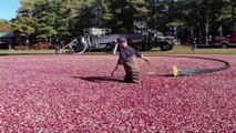 Un spectacle presque hypnotisant... Les très belles images de la récolte des cranberries aux États-Unis
