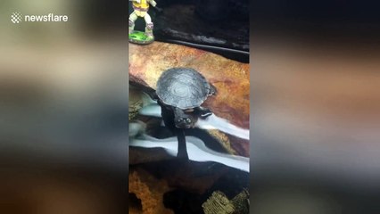 Turtle reigns supreme in staring contest with camera