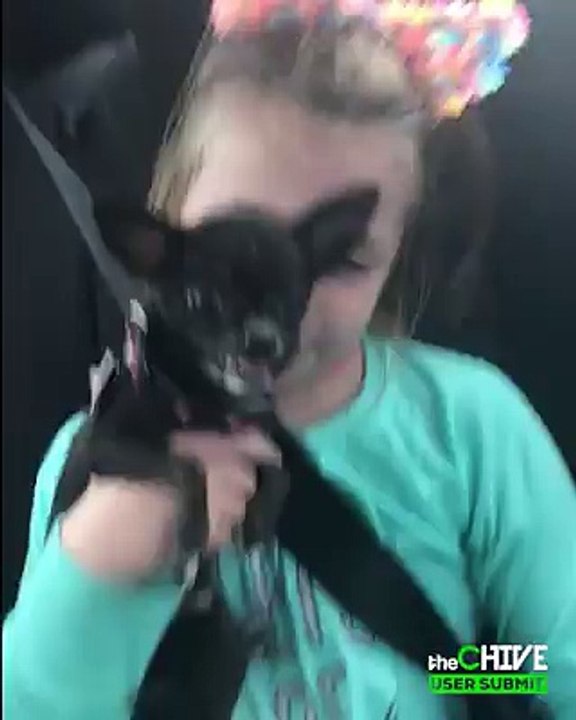 I hope this dog's name is Lucifer.   Submit your videos and you could win $25K!