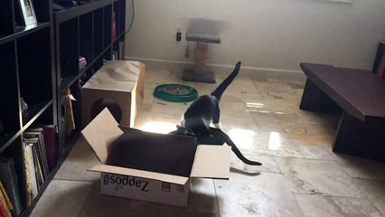 Sunlit Tuxedo Cat Battle