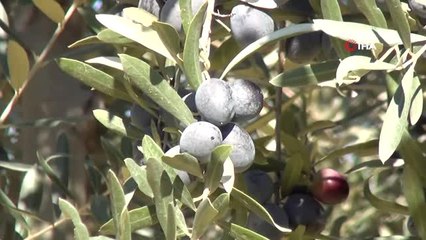Zeytin Hasadının Sürdüğü Manisa'da Üretici Fiyattan Dertli