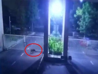 குஜராத் தலைமை செயலகத்திற்குள் புகுந்த சிறுத்தை