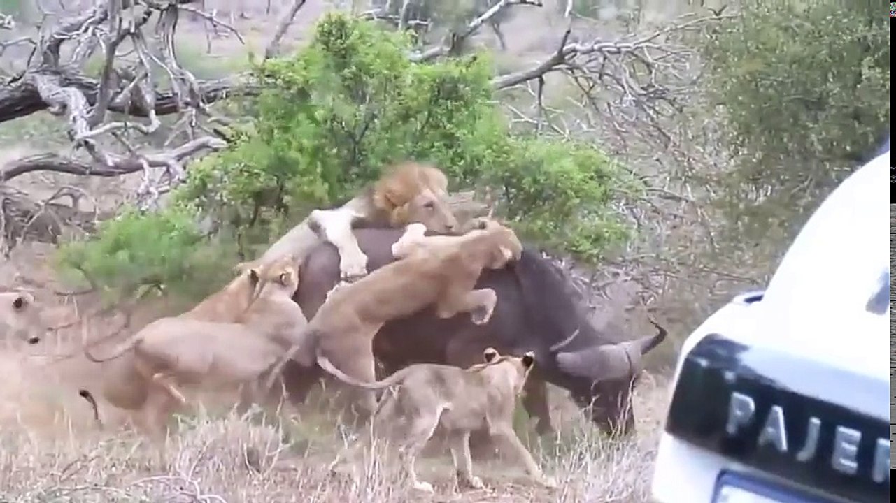 Group Of Buffalo rescue Teammate from 20 Lions but too slow, Lion hunting Fail