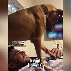 We love pets! We love pets!