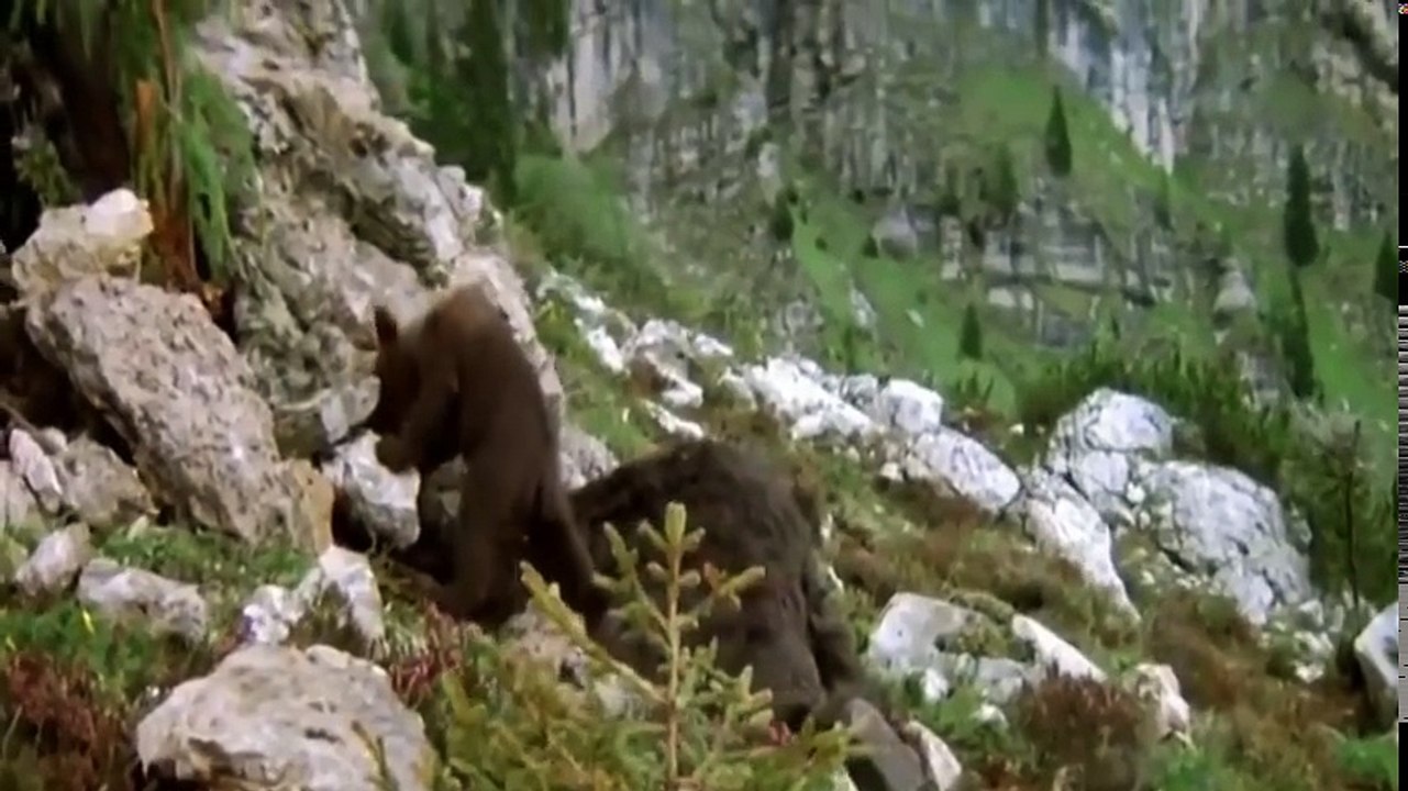 Mother Bear very Strong, She fight with 20 Wolf to protect her baby, Power of Mother is Unmatched