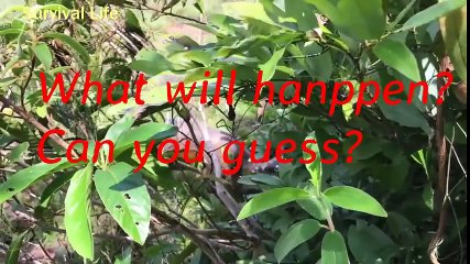 Python Stalks Pig Home Real Footage