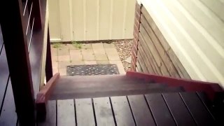 Funny Dog Jump-Climb Stairs