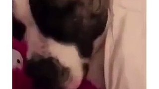 Kitty Unable To Sleep For Dog's Snoring