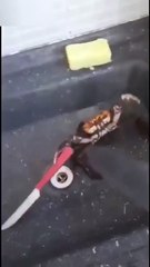 This crabbo is a fighter with knife in hand