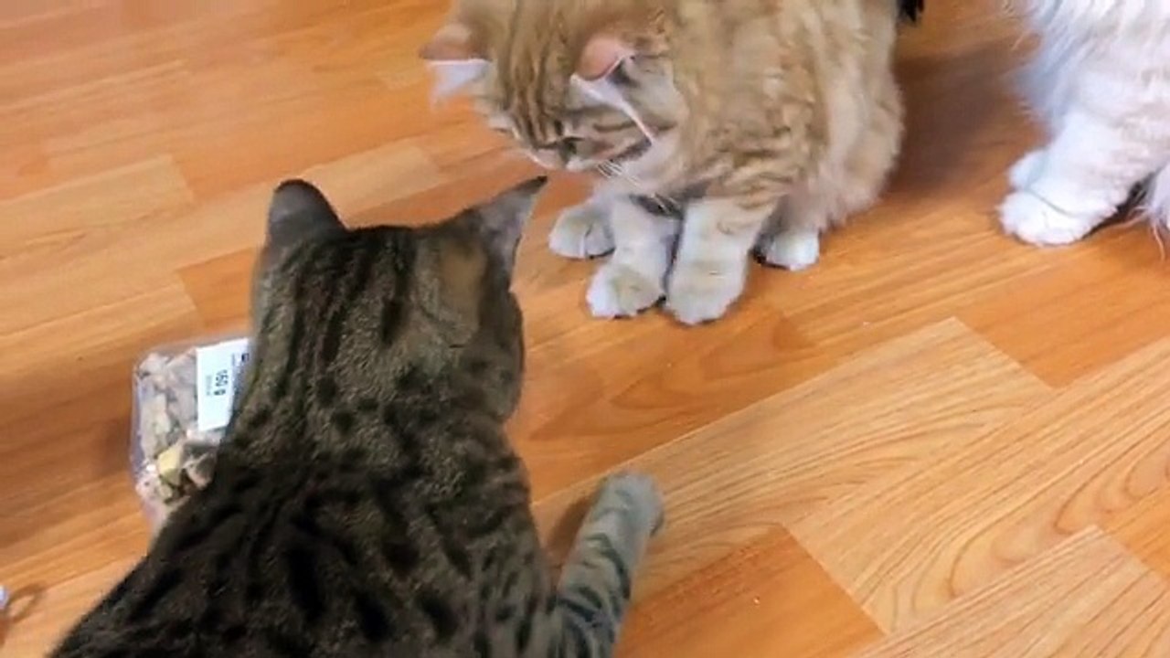 Funny cats