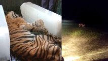 यूपी: पहले बाघ को ट्रैक्टर से दबाया फिर लाठियों से पीट-पीटकर मार डाला, वीडियो