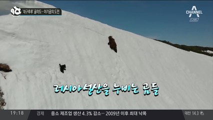 ‘데구루루’ 굴러도…아기곰의 도전