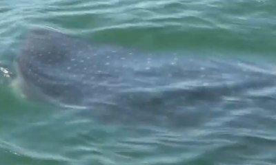 Belasan Hiu Tutul Berkeliaran di Perairan Utara Jawa