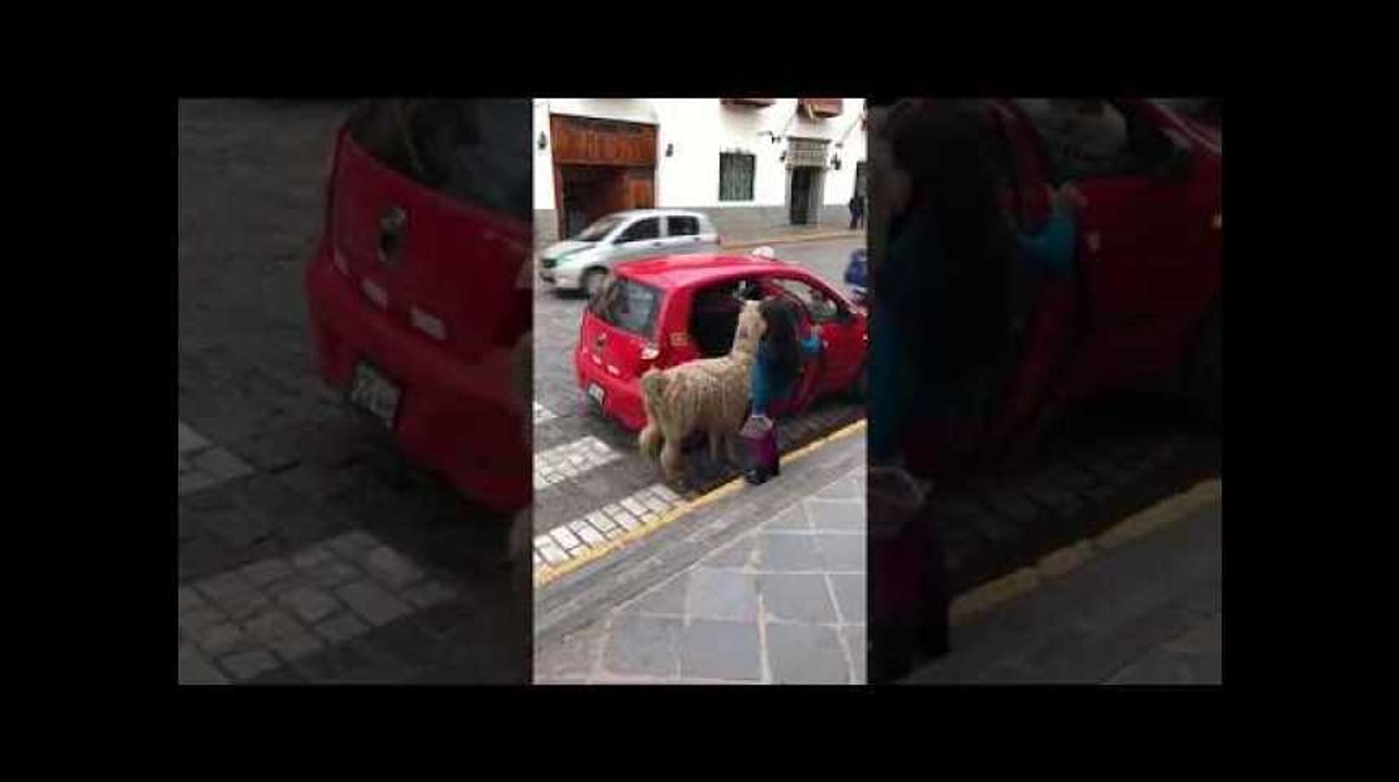 Un lama prend le taxi à Cuzco au Pérou