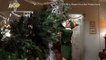 Follow These Simple Tips to Find the Perfect Christmas Tree