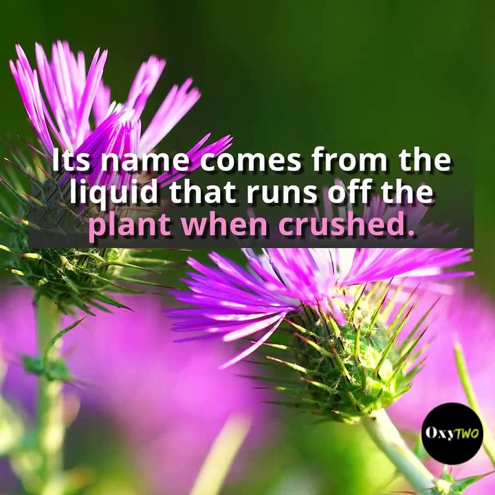 Benefits of Milk Thistle