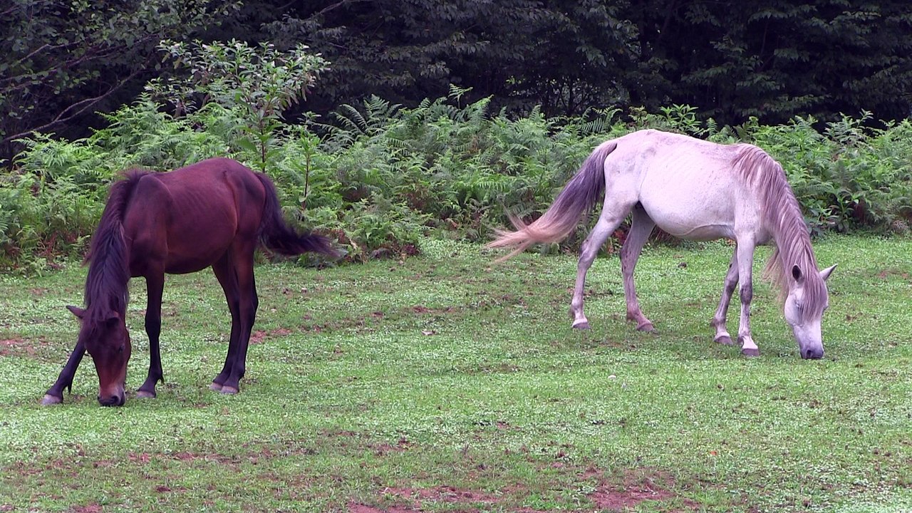Horses