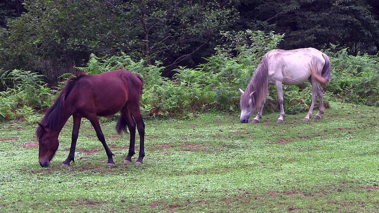 Horses