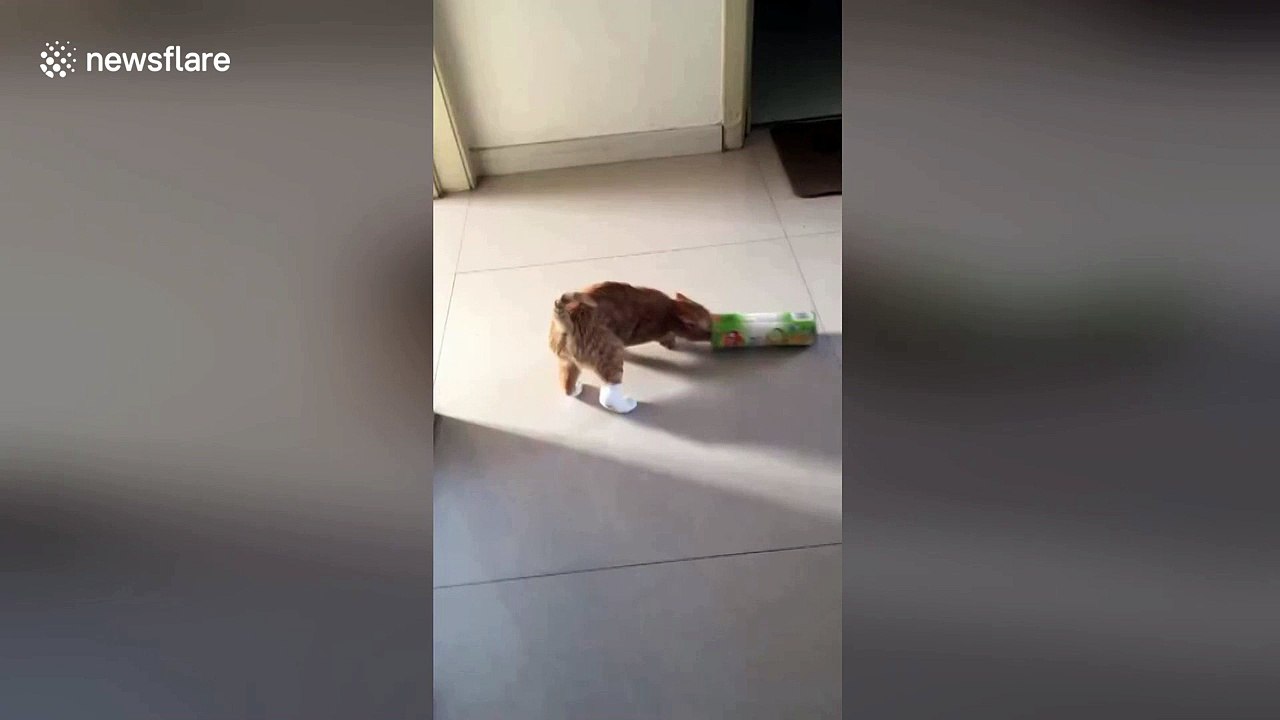 Cat trying to steal chips gets head stuck in can