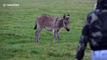 Britain's second ever 'Zonkey' born on Somerset farm