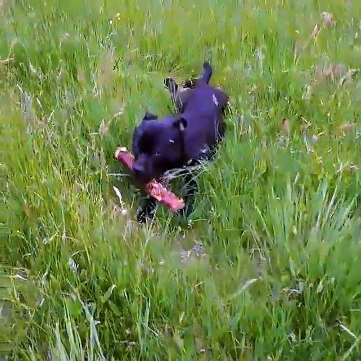 jacoub pulldog with throwing the staff game