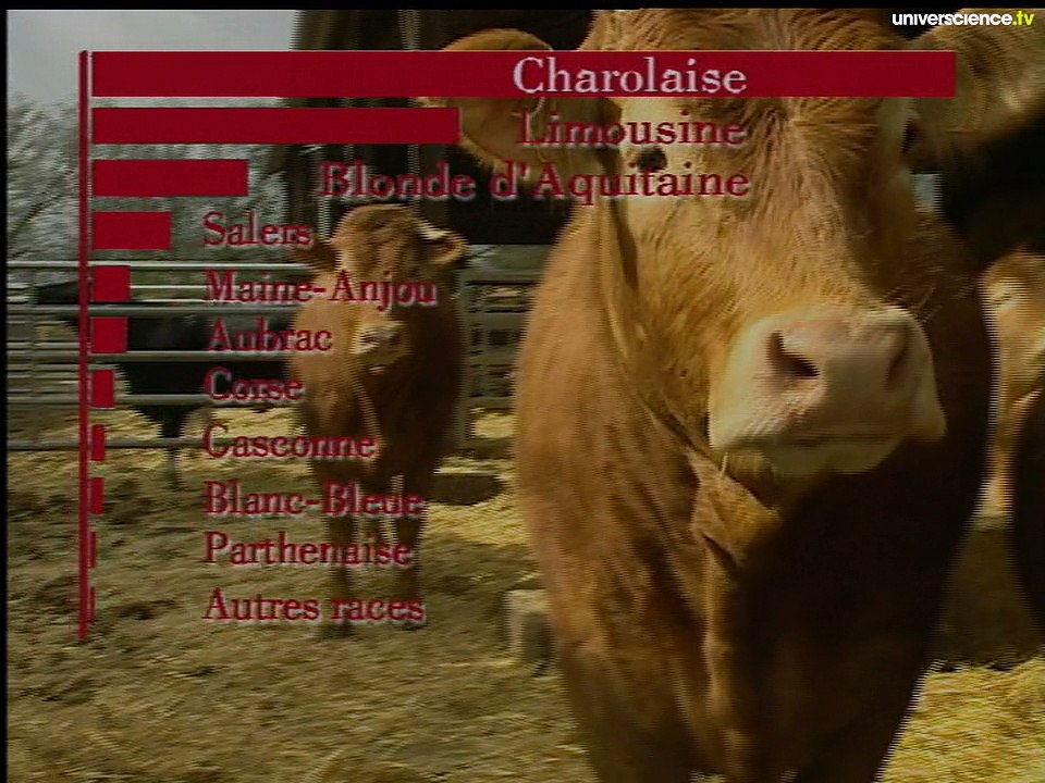 Dans la famille bovin