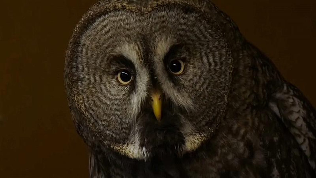 Moskau lockt Besucher ins Eulen-Café