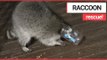 Greedy Raccoon Rescued After Getting Head STUCK in a Peanut Butter Jar! | SWNS TV