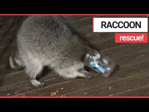 Greedy Raccoon Rescued After Getting Head STUCK in a Peanut Butter Jar! | SWNS TV