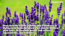 La lavande aurait les mêmes propriétés calmantes que le valium