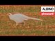Incredible Video Shows an Albino Pheasant Spotted in a Field | SWNS TV