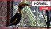 Great Hornbill saved after surgeons rebuild beak made in 3D printer | SWNS TV