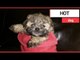 Dog breeder receives call from buyer asking if he could eat one of her puppies | SWNS TV