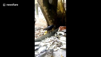 Greedy crow demands bigger treat from fish vendor