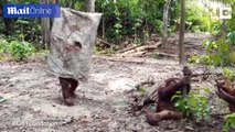 Funny moment Orangutan dresses in a sack to try and scare friends