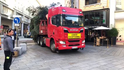 Mulhouse: l'arrivée du grand sapin en centre ville