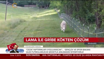Lama ile gribe kökten çözüm
