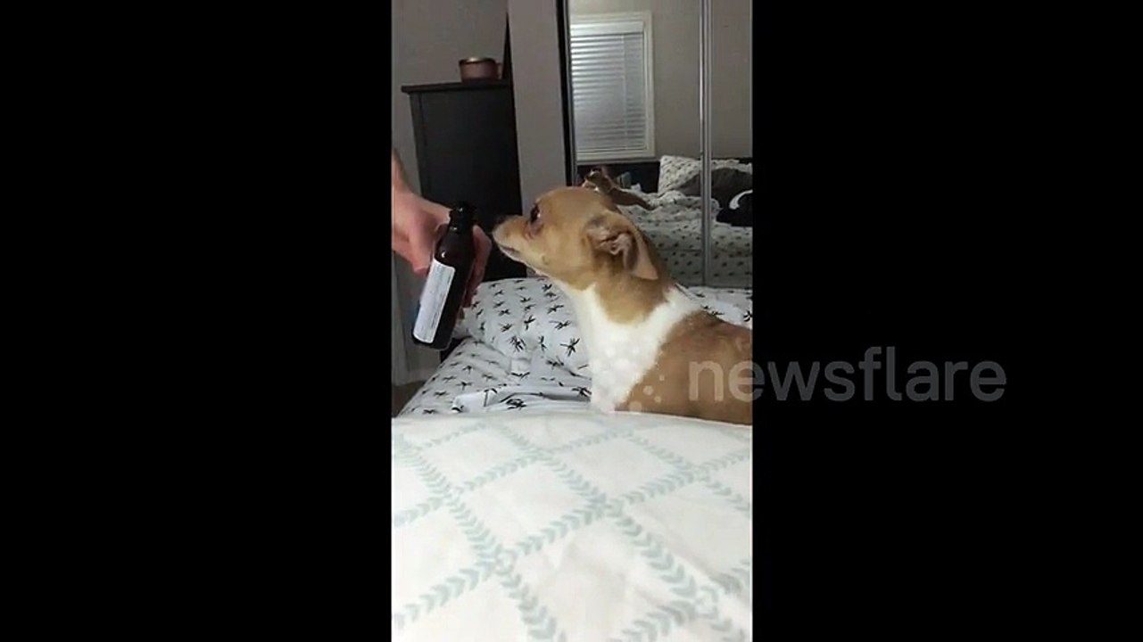 Dog has hilarious reaction to smelling cough syrup