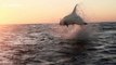 Acrobatic great white shark performs a breaching backflip near tourists