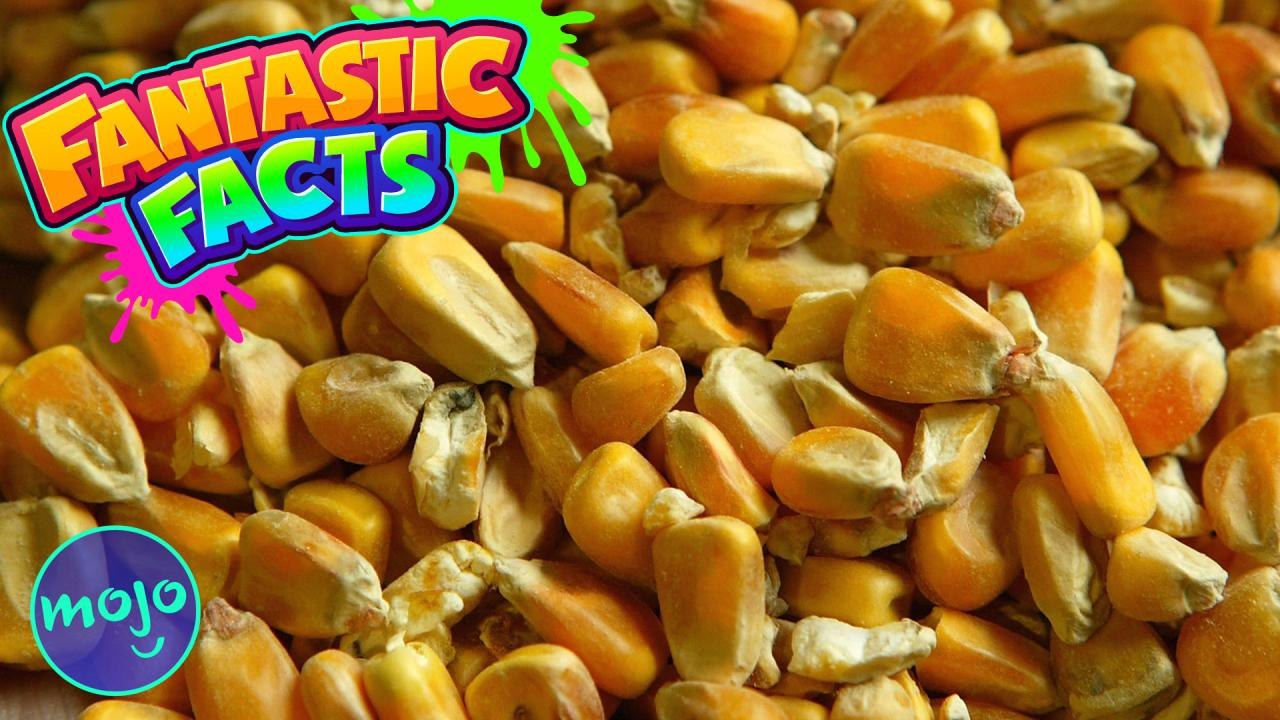 FIRST NATIONS' FOOD TRADITIONS! - Mini Fantastic Facts