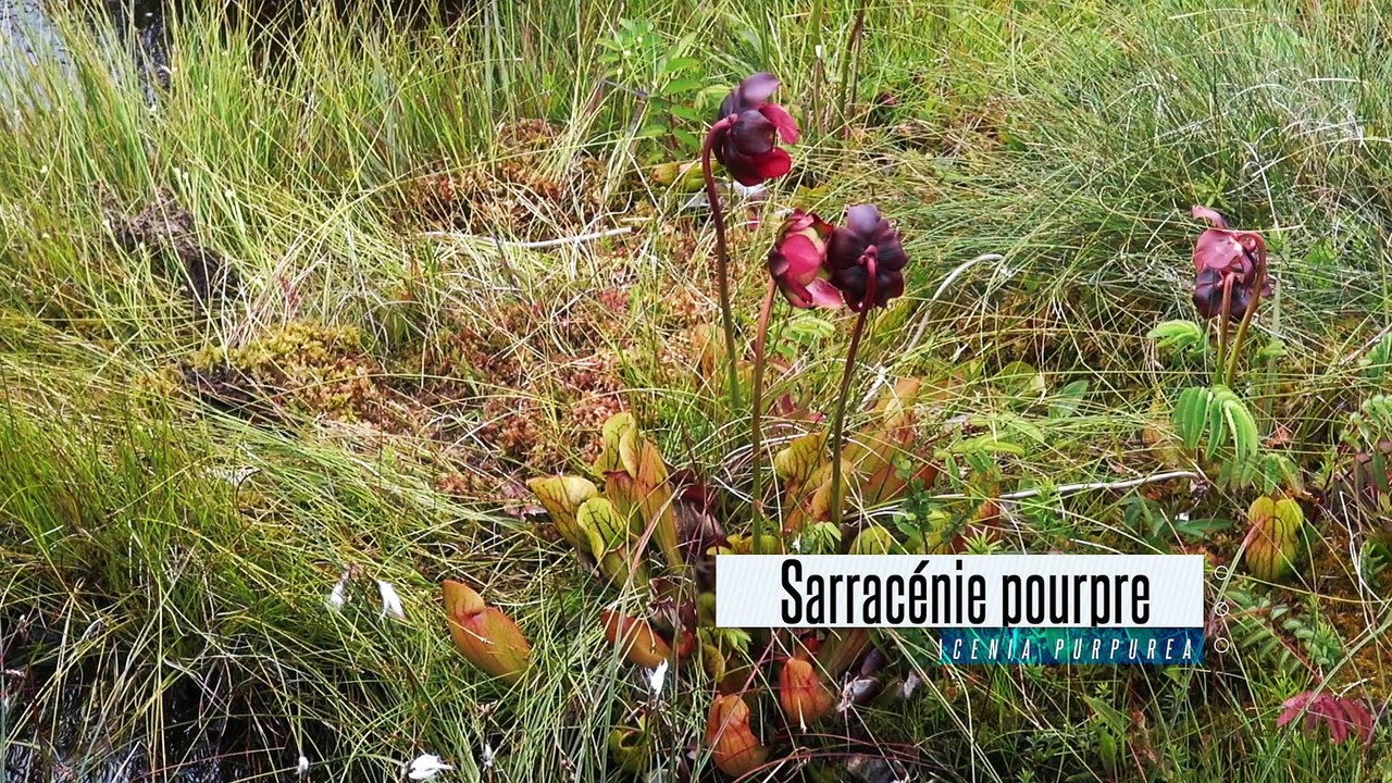 Les chemins de randonnée de Saint-Pierre et Miquelon. N° 1 : La balade de l'Anse à Dinan.