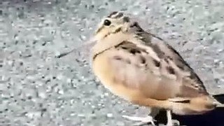We Learned Dance Move From Birds Too