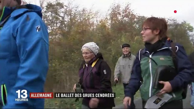 Allemagne : le ballet des grues cendrées