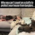 Staffies are the world's worst guard dogs!